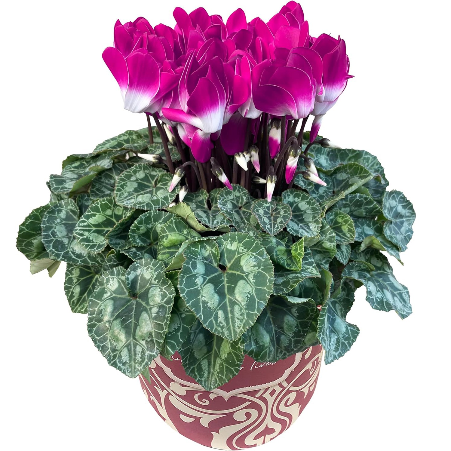 �������� ���ե� �ץ쥼��� �� ȭ���� ȭ�� ������ 5��ȭ ����ǥ������ѡ��ץ�