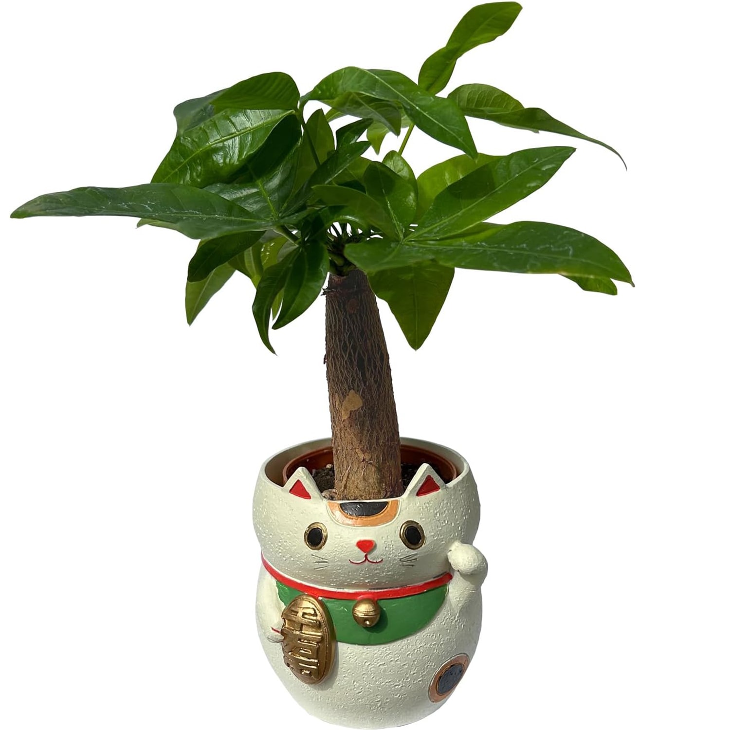 置物 （植木ばち?） 招き猫 置物 パキラ 観葉植物 本物 ミニパキラ 鉢 鉢植え 観葉 ねこ