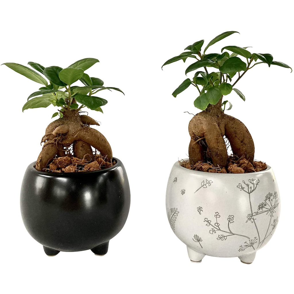 現品】多幸の木 ガジュマル ガジュマルの木 8号鉢 Ⅰ 現品