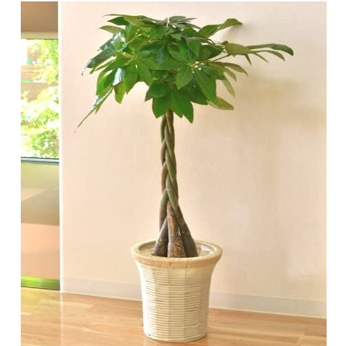 ◇【自社配送or引取限定】 本物大型 観葉植物 パキラ 約220cm 白