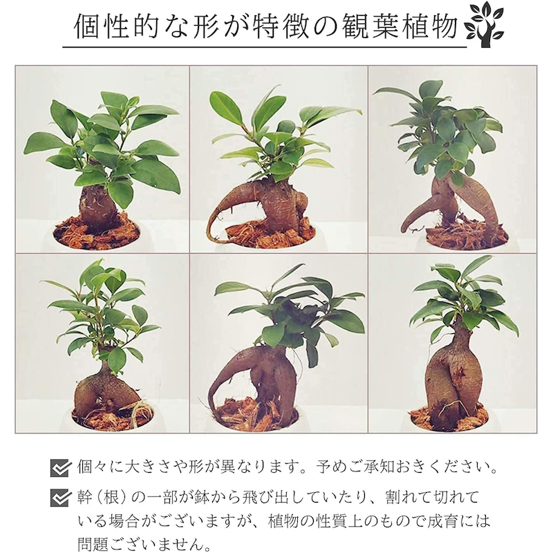 ������ޥ�ȭ���� 2�ĥ��å� ¿������ ������ޥ� �뺧�� �ߥ˴��տ�ʪ ȭ����