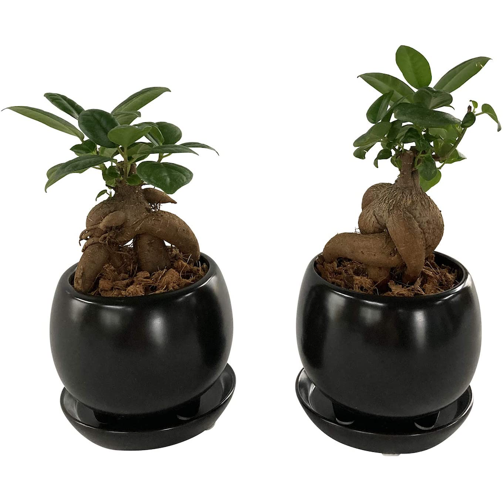 ������ޥ�ȭ���� 2�ĥ��å� ¿������ ������ޥ� �뺧�� �ߥ˴��տ�ʪ ȭ����