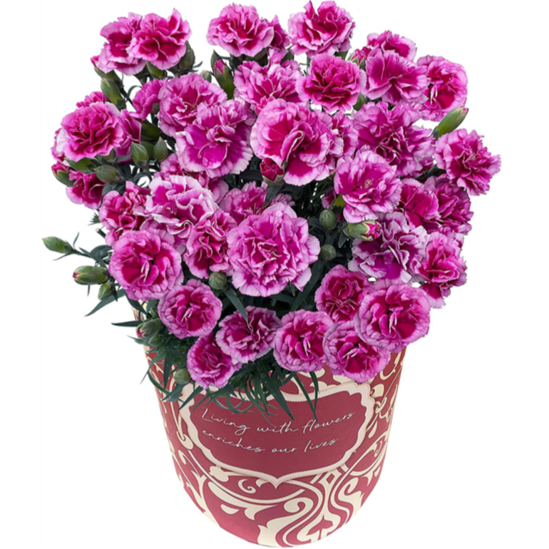 3_000000001178.png?1681866549