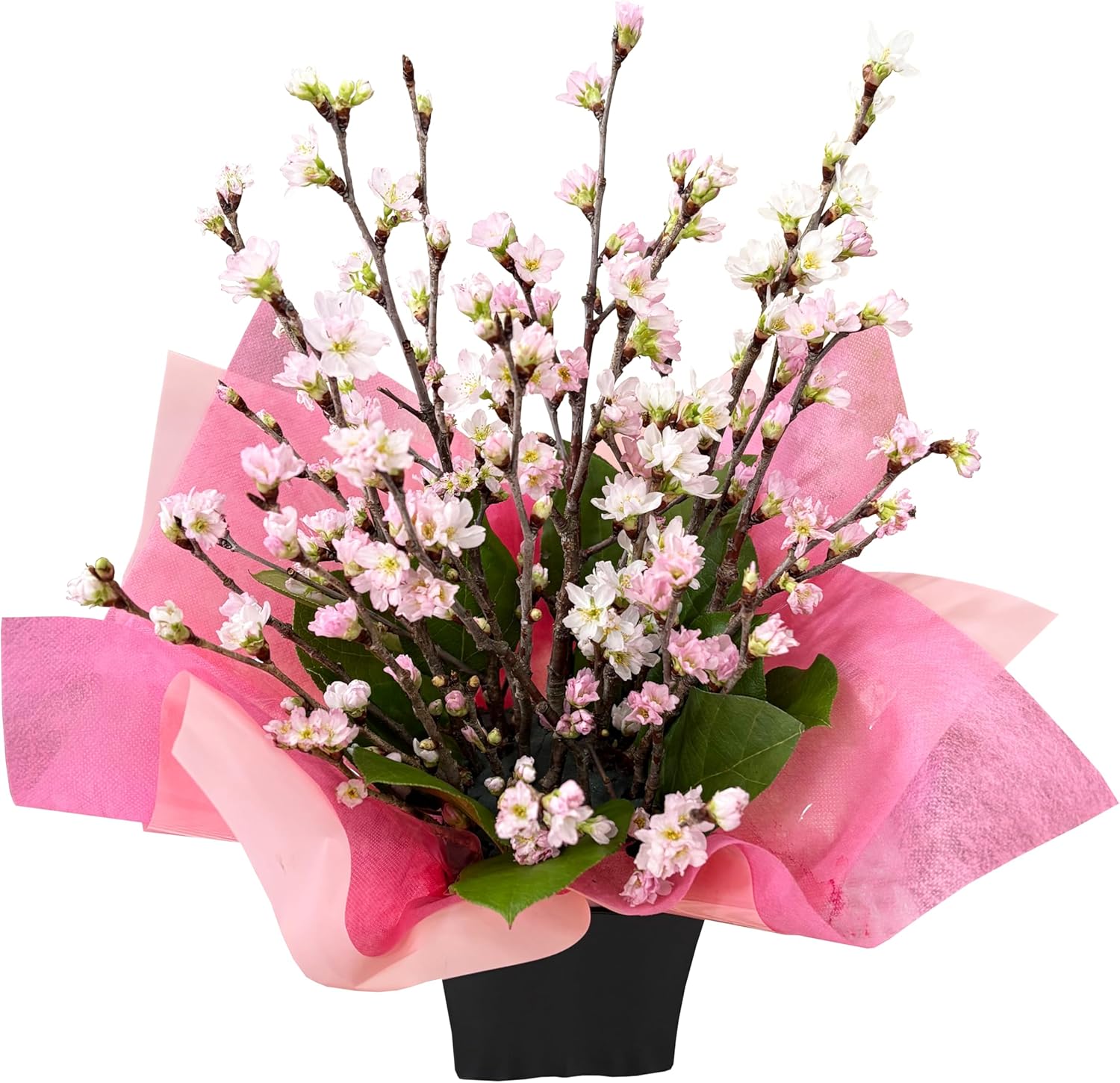 �� ������ ����󥸥��� ���ե� ����� ������ �ץ쥼��� ������ �� ����