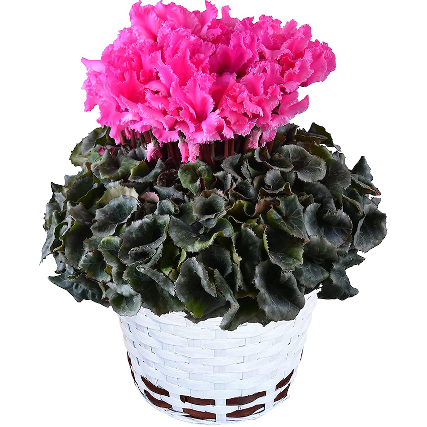 シクラメン ギフト プレゼント 花 鉢植え 鉢花 誕生日 6号鉢 レジーナ