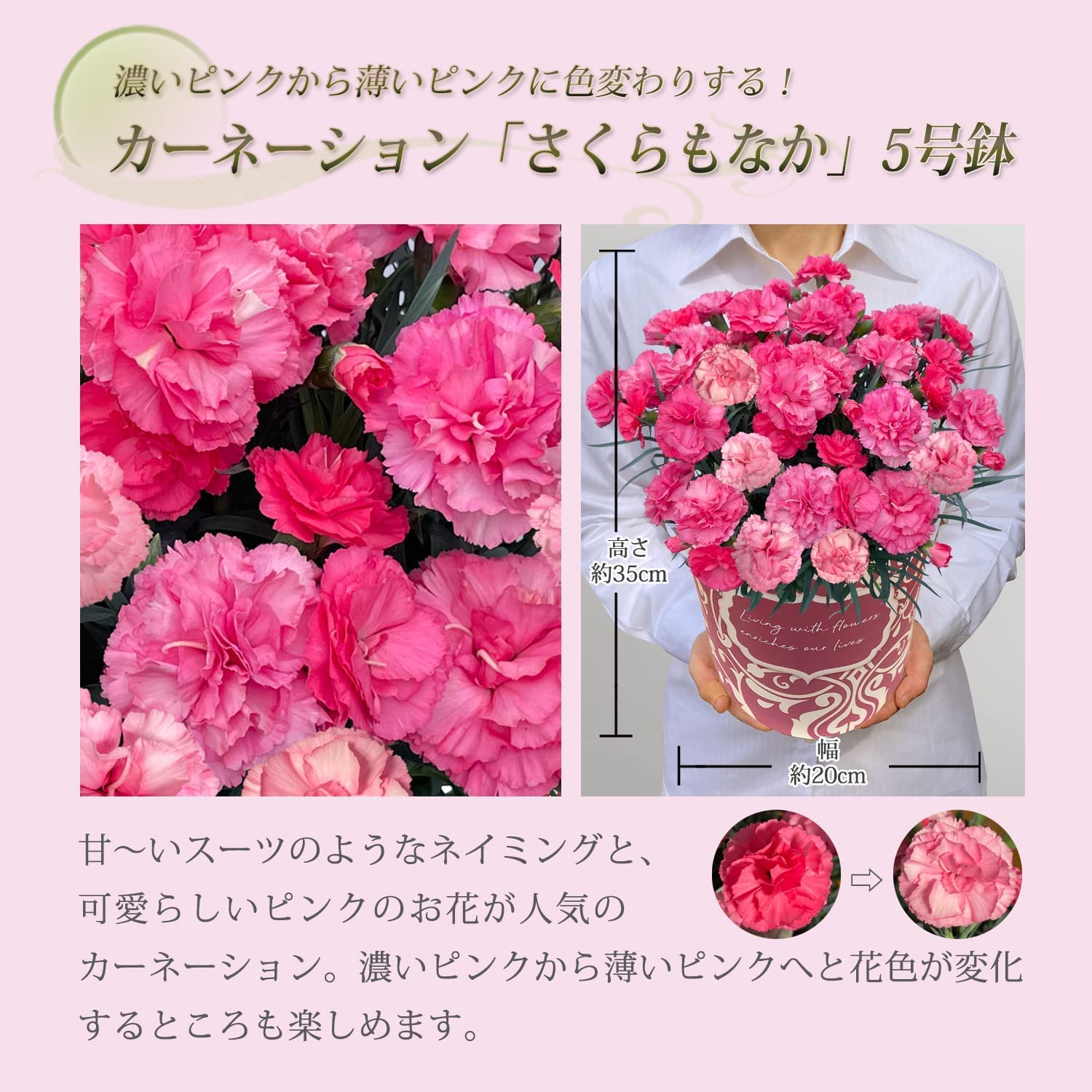 蕾つきカーネーション　さくらもなか　2鉢 Amazon｜母の日 2025 ギフト プレゼント メッセージカード付き