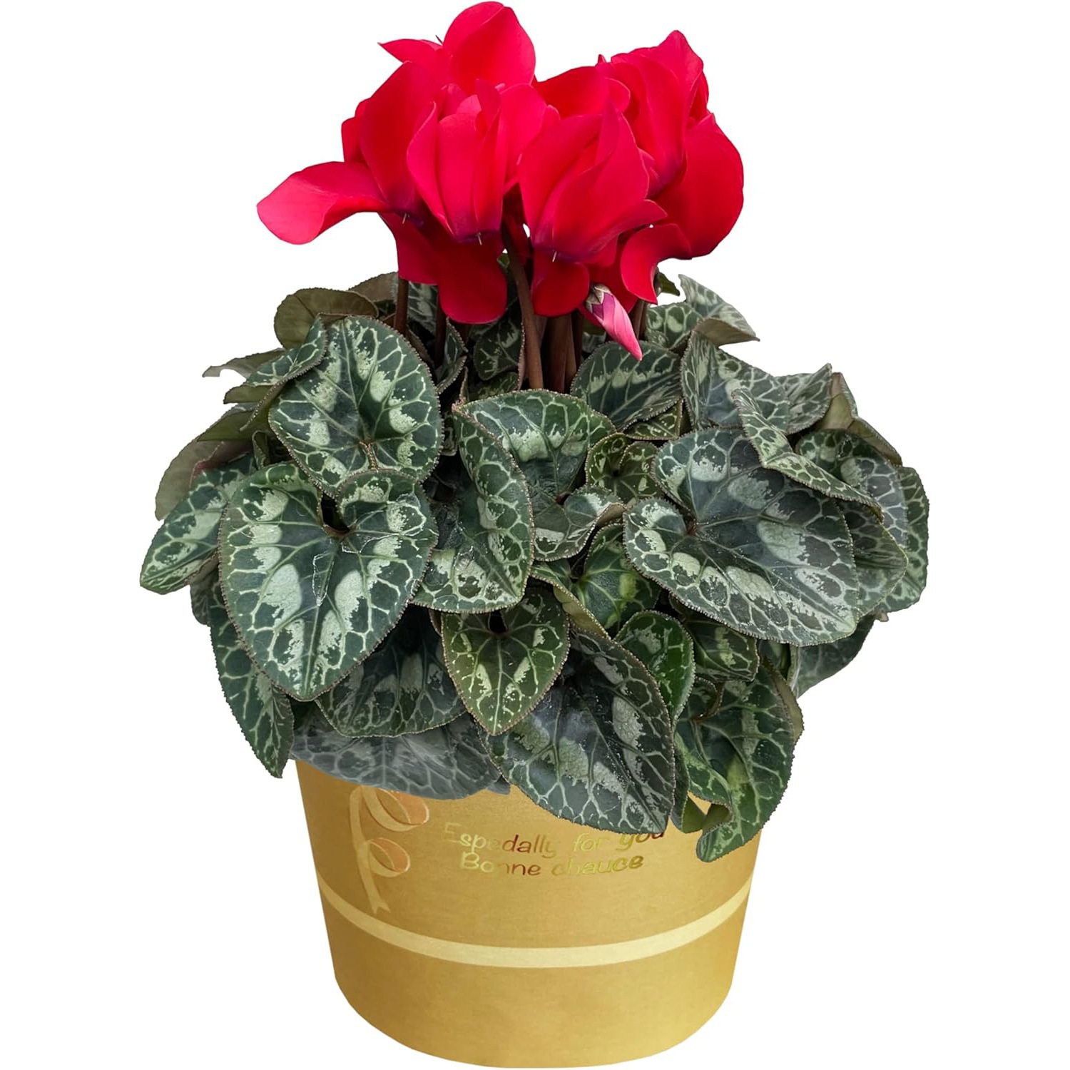 �������� ���ե� �ץ쥼��� �� ȭ���� ȭ�� ������ 4��ȭ ��