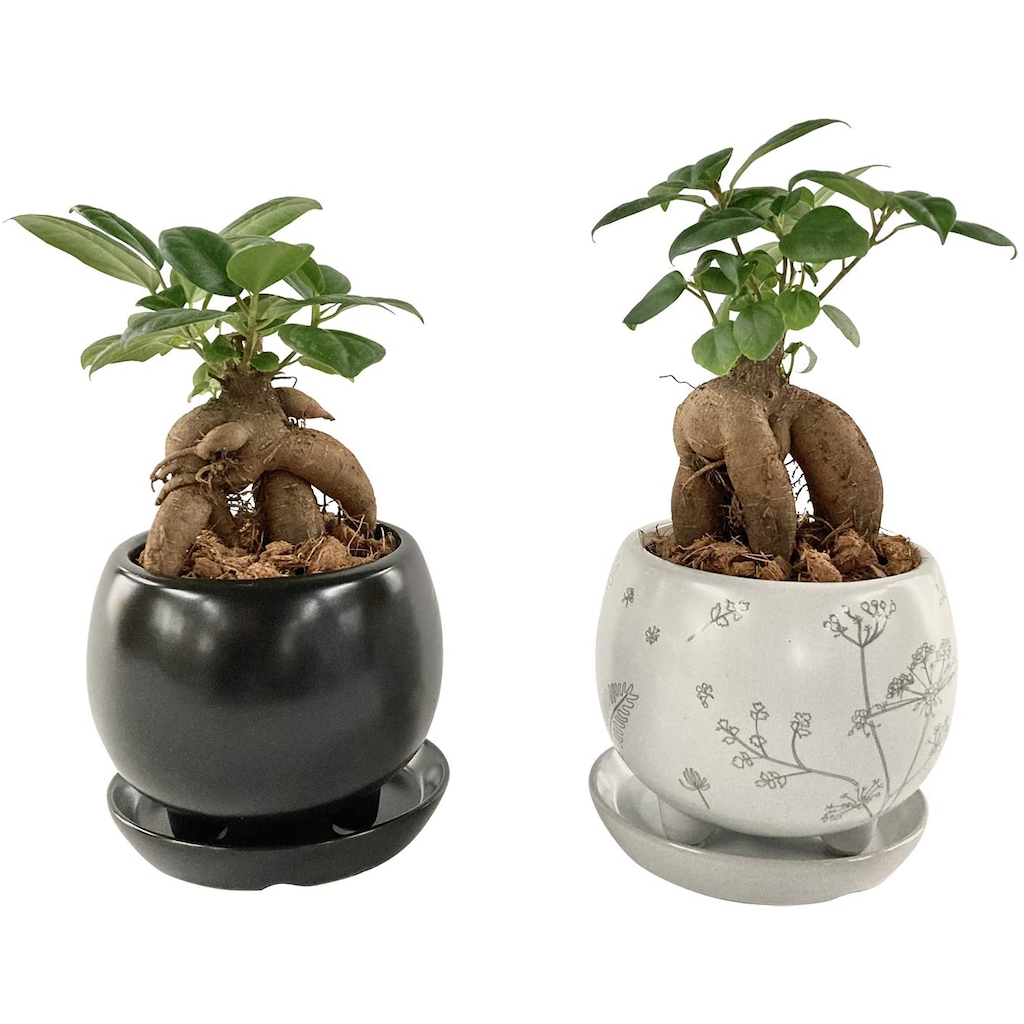 ガジュマル鉢植え 2個セット 多幸の木 ガジュマル 結婚祝 ミニ観葉植物