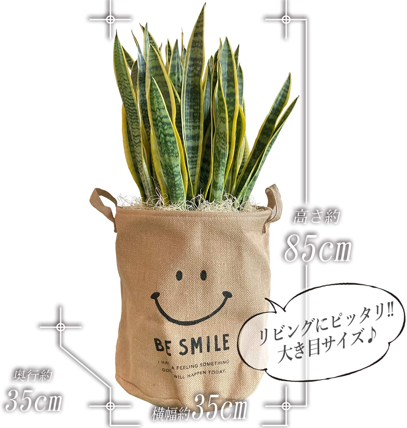 サンスベリア（大）麻袋付き 3_000000000381.jpg?1678209905