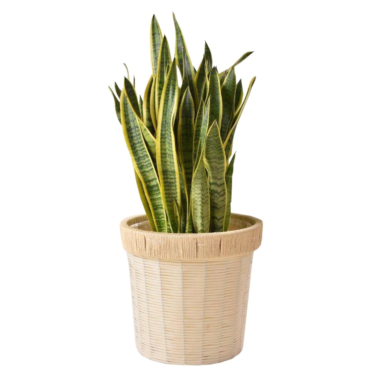 現品　サンスベリア　バイビット　希少　レア　ドライガーデン　インテリアグリーン 現品 サンスベリア バイビット レア ドライガーデン インテリア