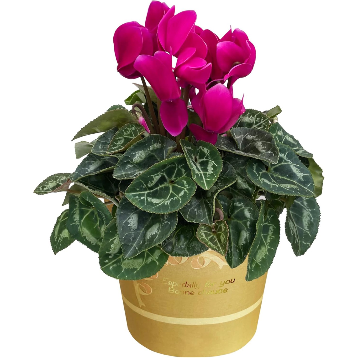  ե ץ쥼  ȭ ȭ  4ȭ 