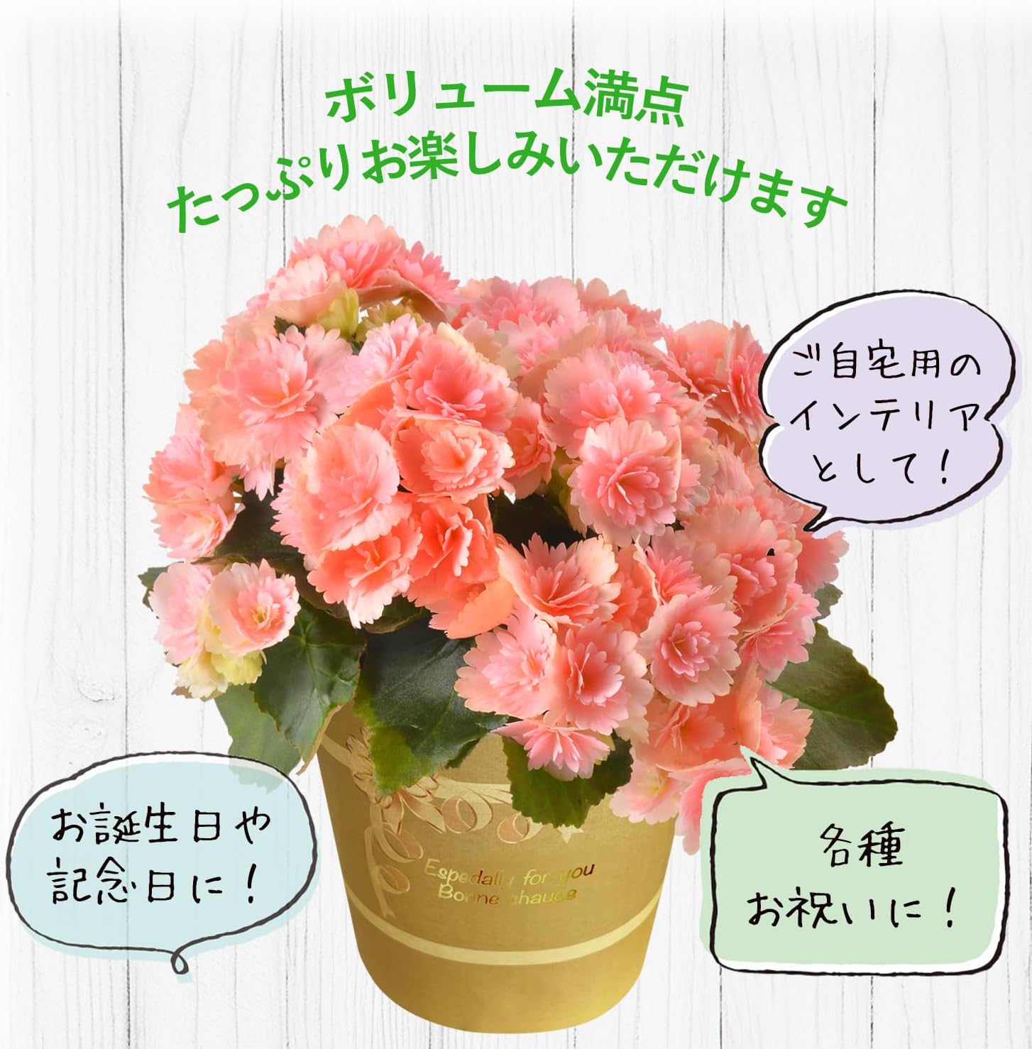 �꡼�������β� �꡼�������٥��˥� �٥��˥��β� �꡼������ �٥��˥� ȭ���� ȭ��