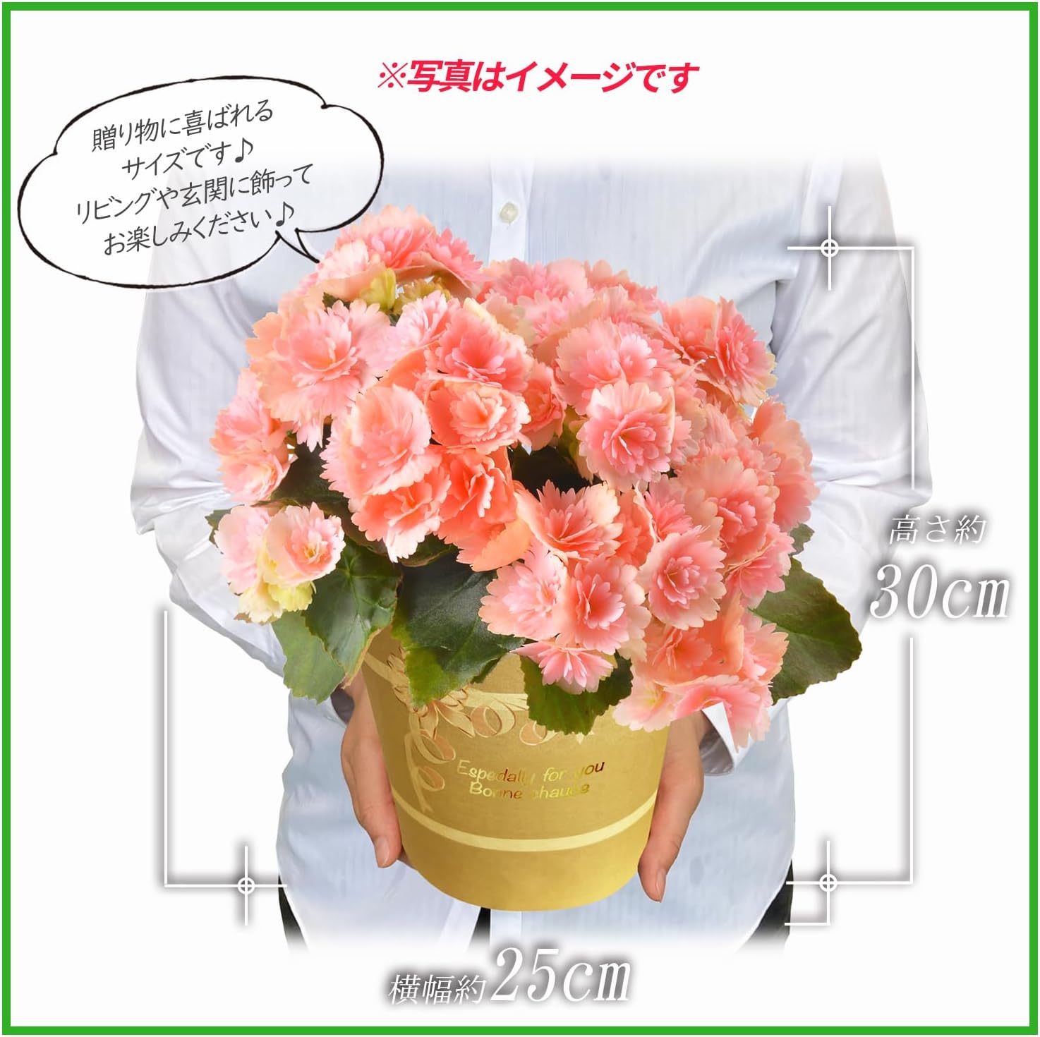 �꡼�������β� �꡼�������٥��˥� �٥��˥��β� �꡼������ �٥��˥� ȭ���� ȭ��