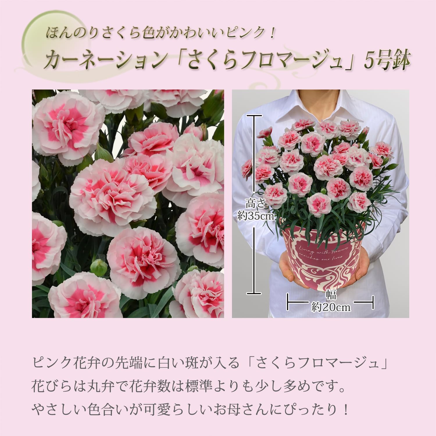 母の日 花とスイーツ 花 鉢植え カーネーション 花鉢 プレゼント お