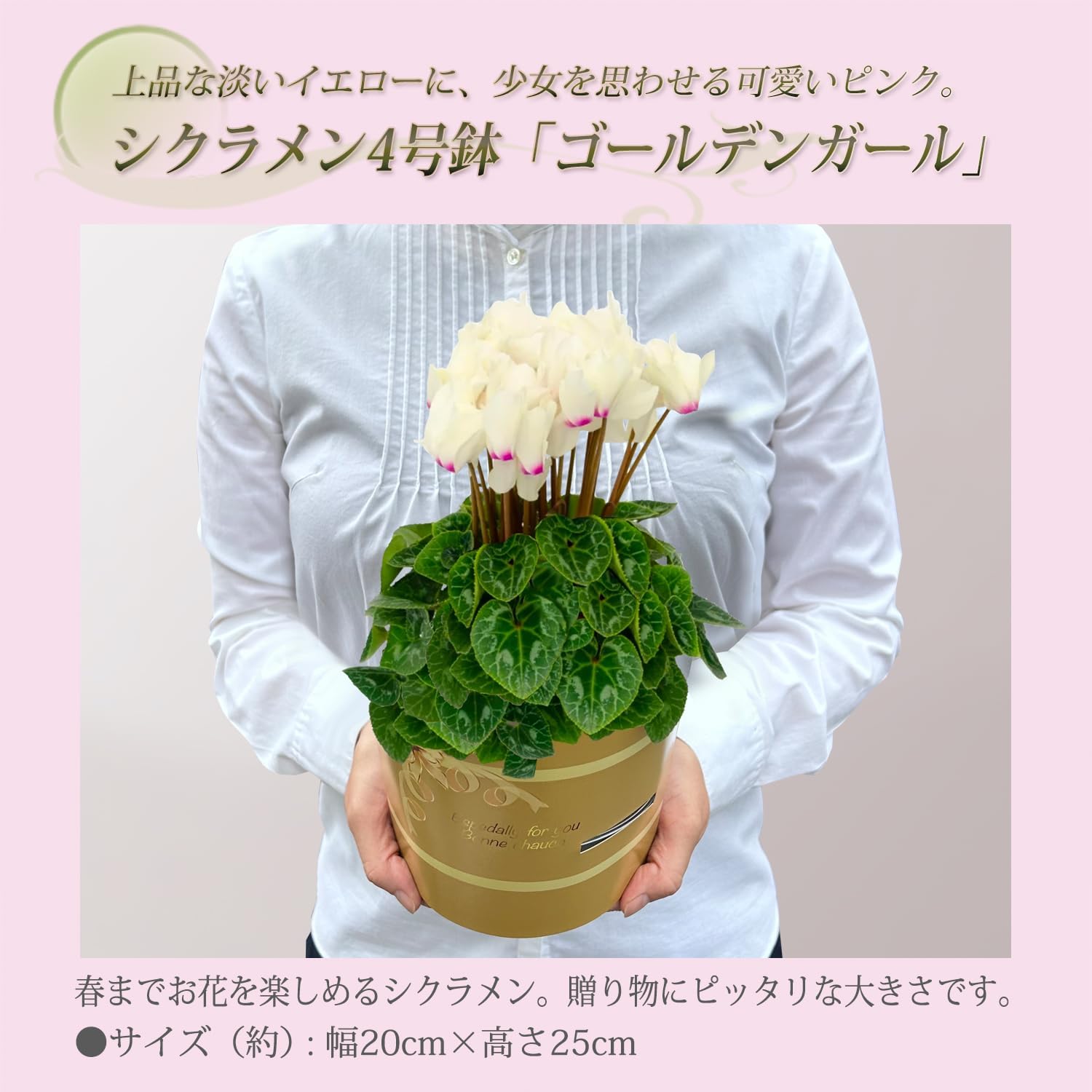  ե ץ쥼  ȭ ȭ  4ȭ ߥǥ ǥ󥬡