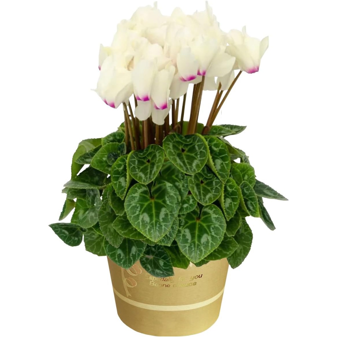  ե ץ쥼  ȭ ȭ  4ȭ ߥǥ ǥ󥬡