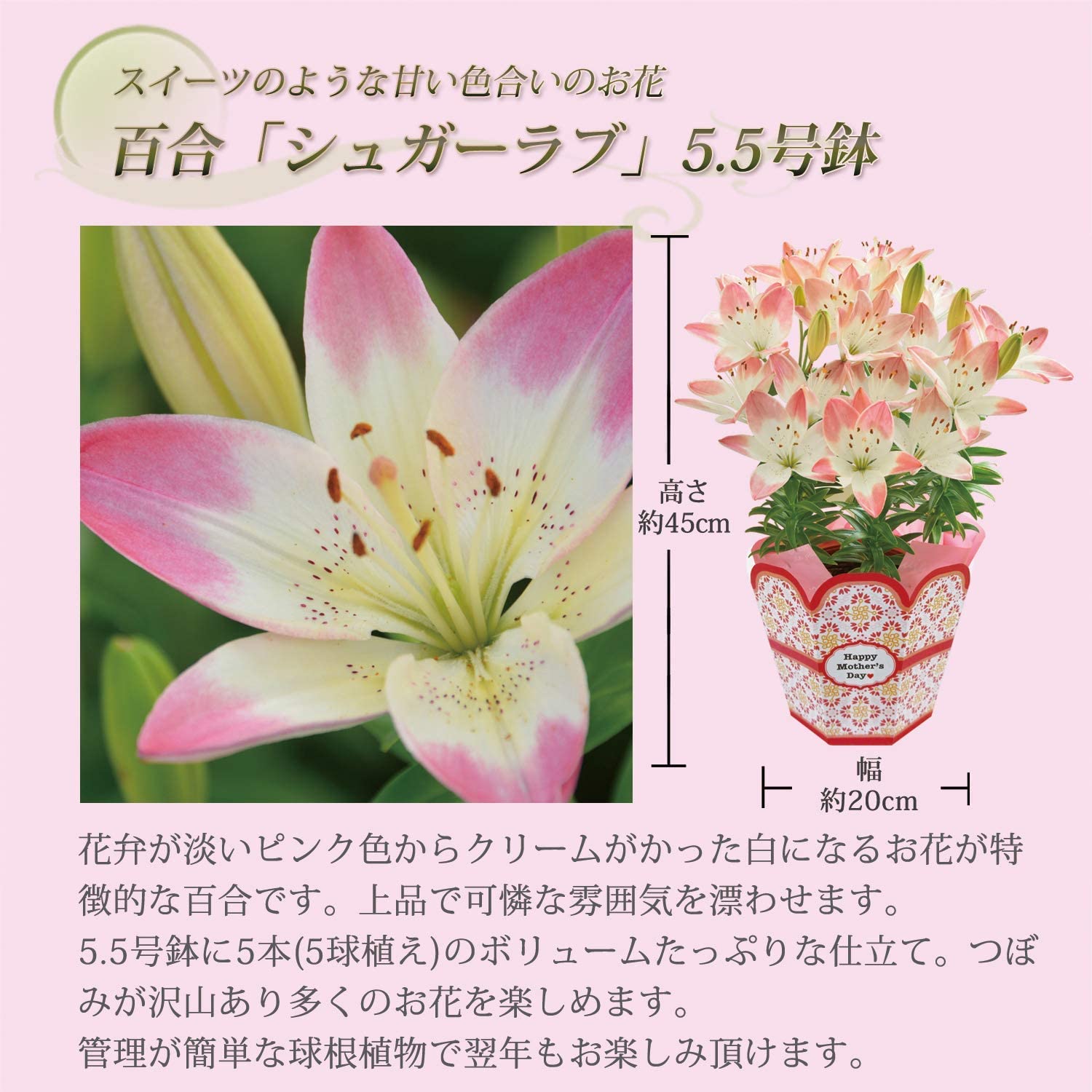 ����� �� ȭ���� ��� ��� ɴ�� �ץ쥼��� ��ȭ ��������ե� ������ץ쥼���