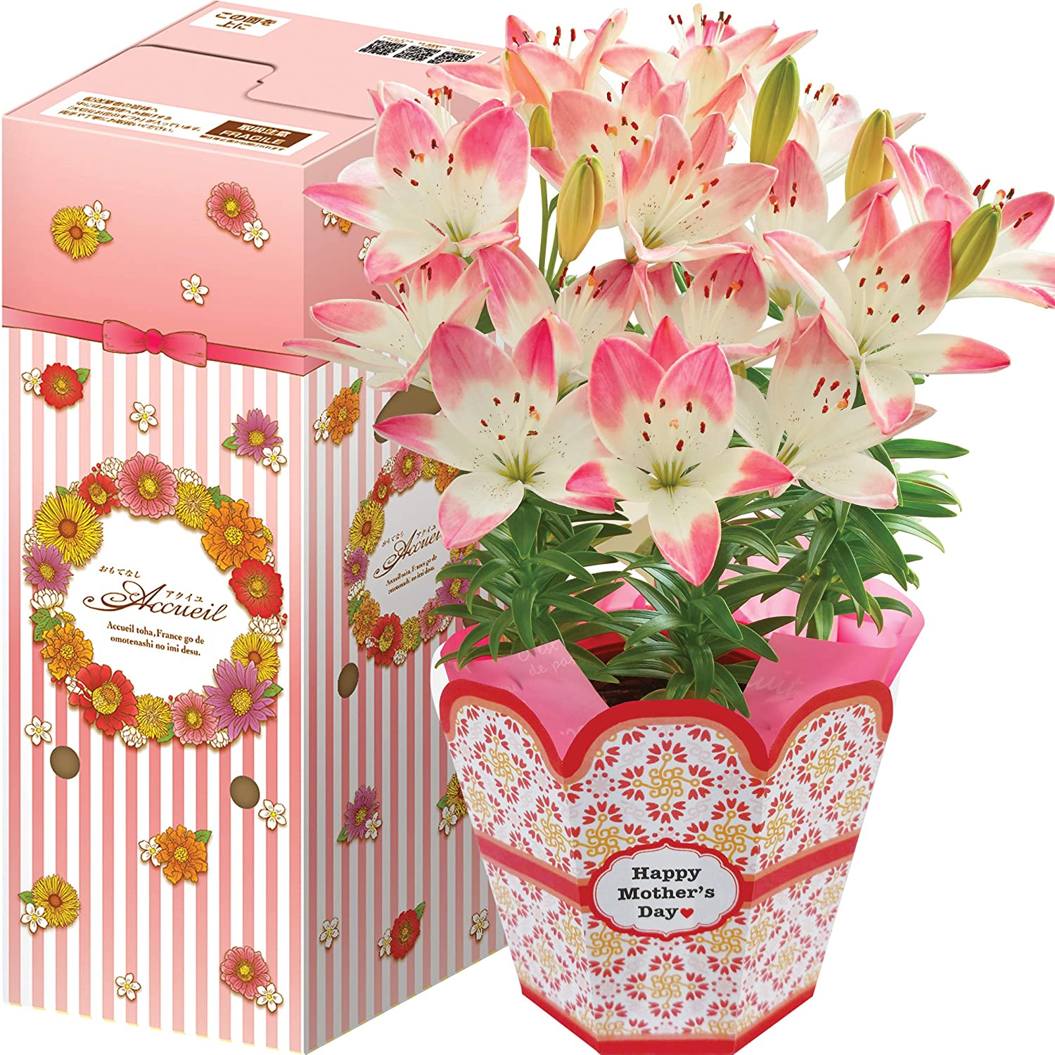 ����� �� ȭ���� ��� ��� ɴ�� �ץ쥼��� ��ȭ ��������ե� ������ץ쥼���