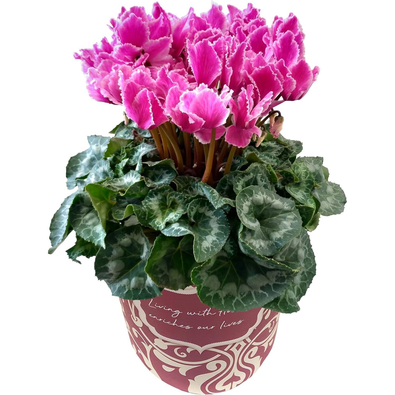  ե ץ쥼  ȭ ȭ  5ȭ  ɥ꡼ѡץ