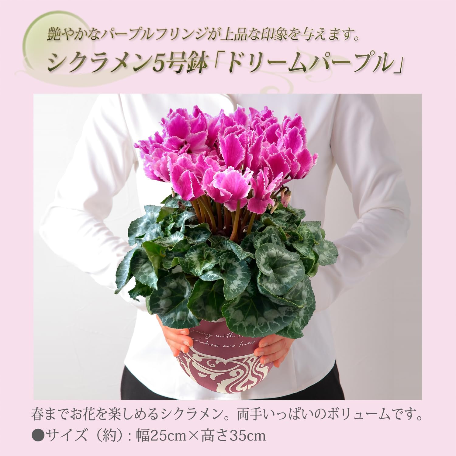  ե ץ쥼  ȭ ȭ  5ȭ  ɥ꡼ѡץ