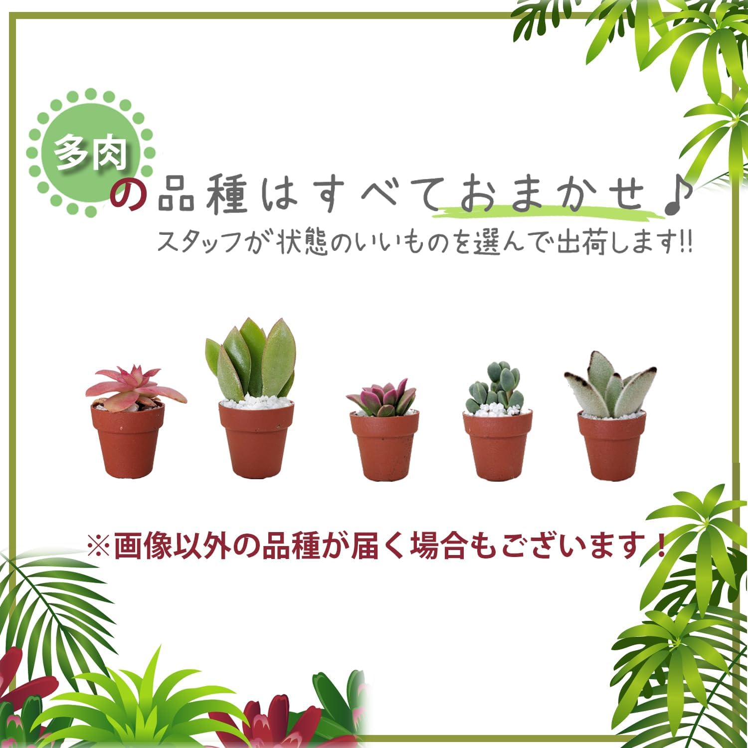 ¿����ʪ �ߥ�¿�� ���տ�ʪ Ļ �Ҥ褳 �դ����� ���ޥ��ʥ� �ץ����ե� �ߥ˴���