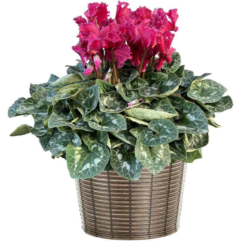 3_000000000684.png?1701067803