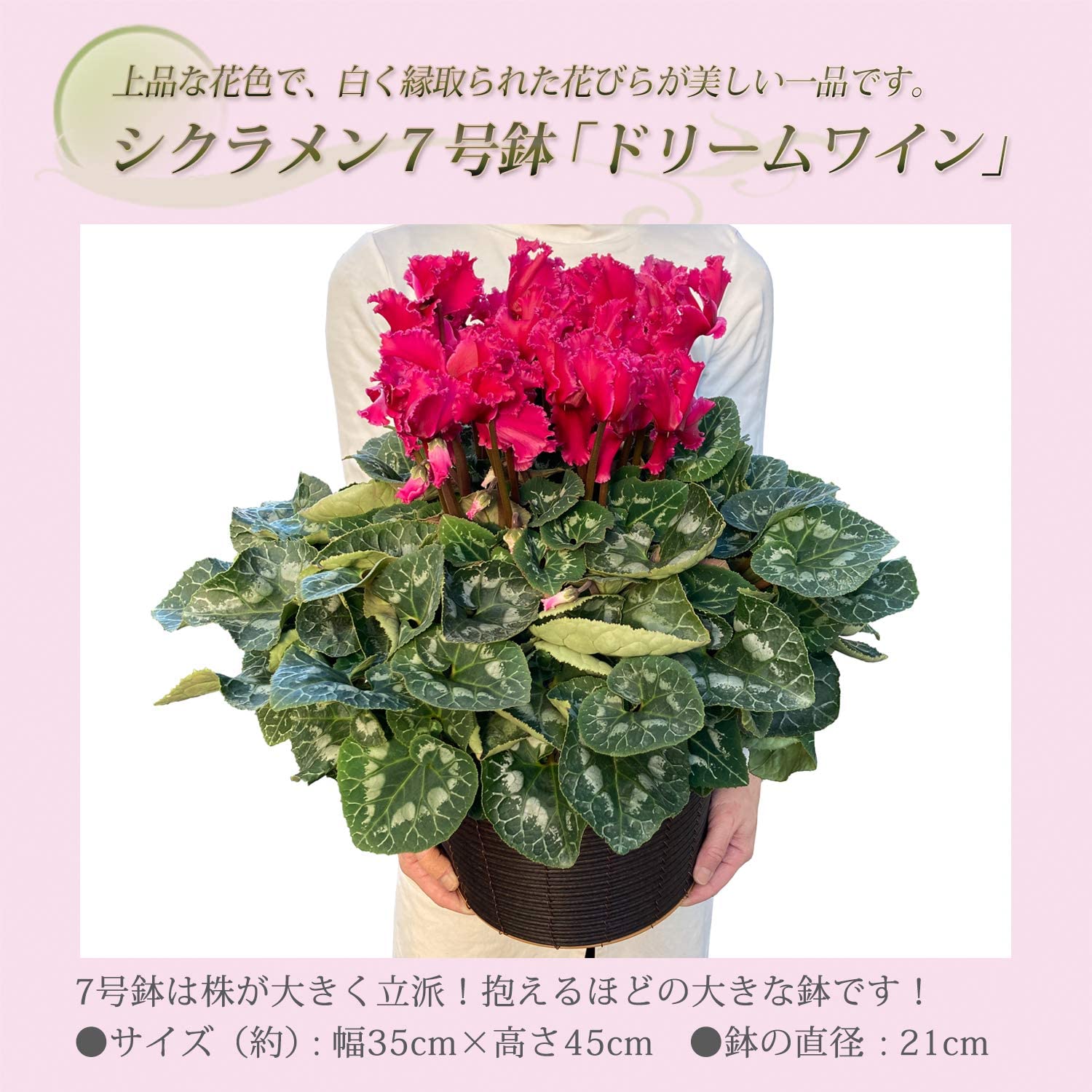 シクラメン ドリームワイン シクラメン紫 シクラメンの花 鉢植え 花