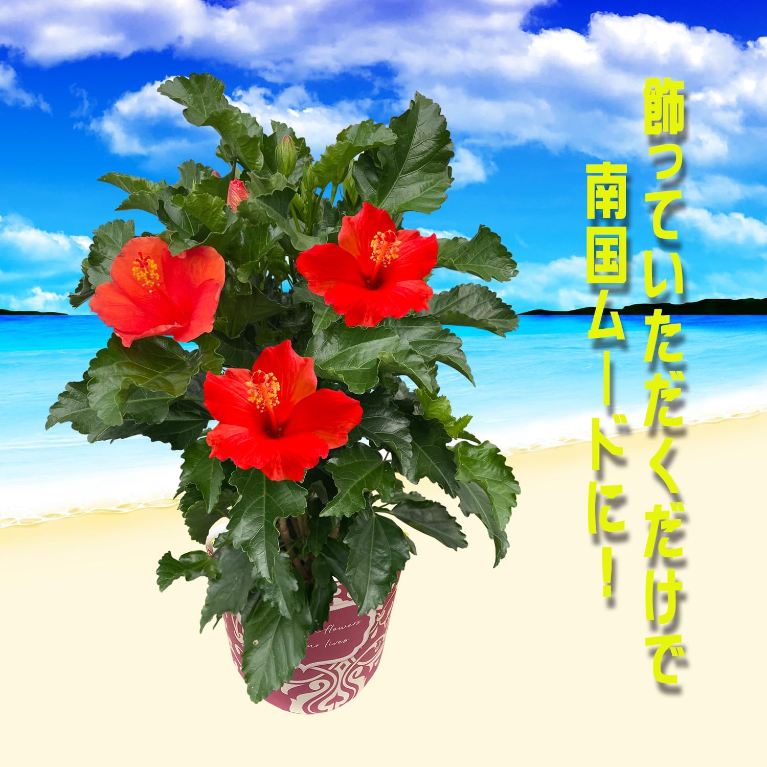 �ϥ��ӥ����� ȭ���� �� ���� ��ʪ ������ �� �ץ쥼��� ���ե� �� ���ޡ���å�