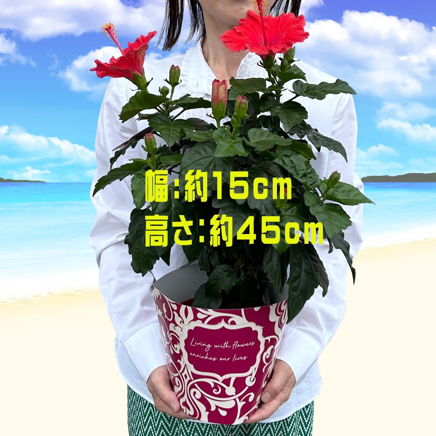 �ϥ��ӥ����� ȭ���� �� ���� ��ʪ ������ �� �ץ쥼��� ���ե� �� ���ޡ���å�