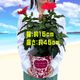 �ϥ��ӥ����� ȭ���� �� ���� ��ʪ ������ �� �ץ쥼��� ���ե� �� ���ޡ���å�