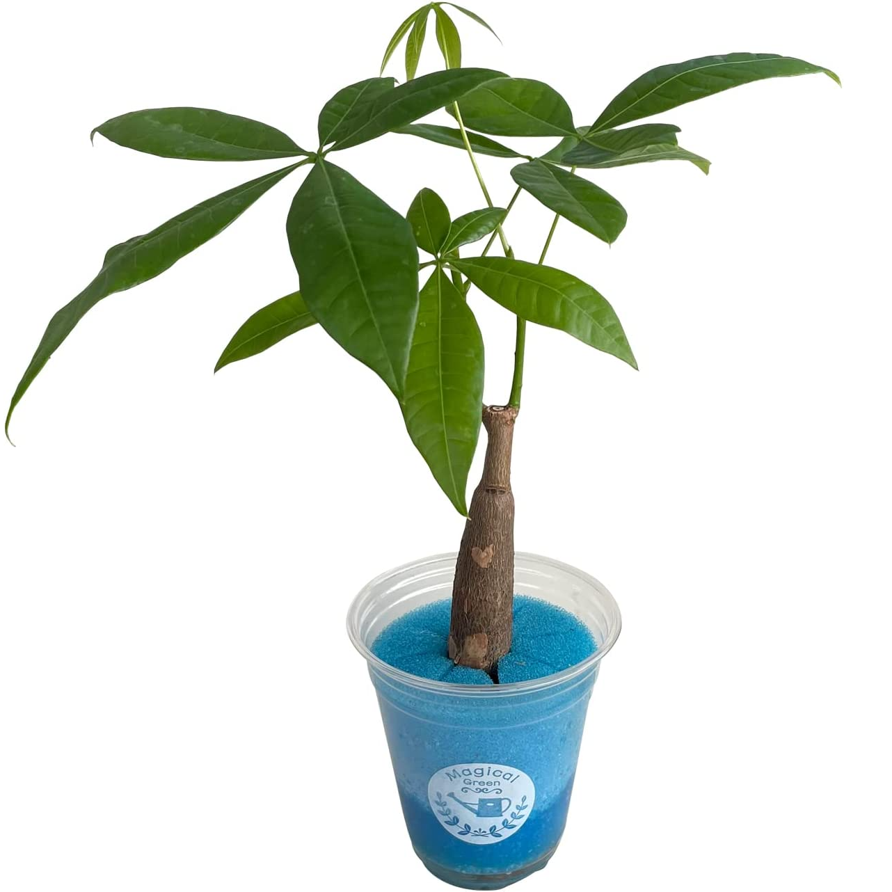 パキラ 本物 ぱきら ハイドロカルチャー 水耕栽培 水栽培 観葉植物