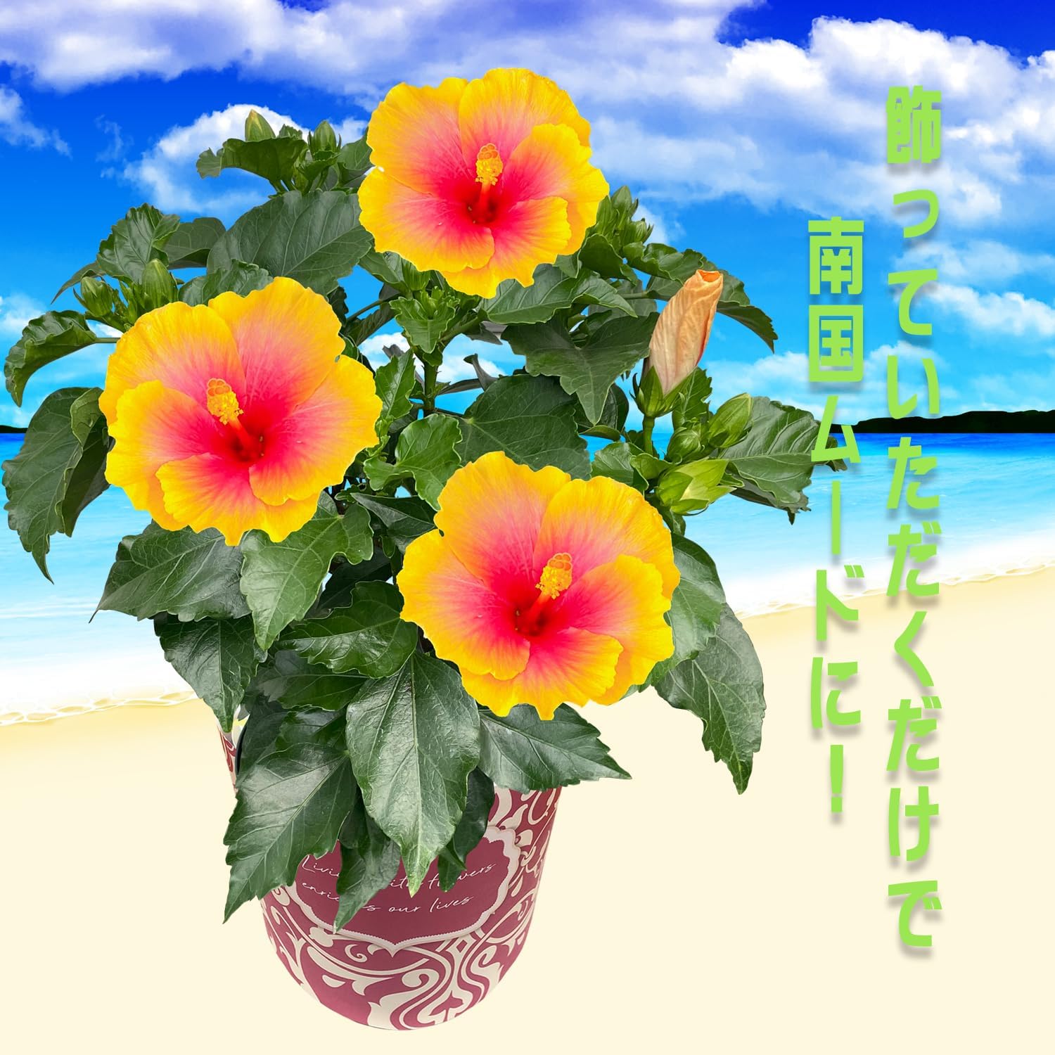 セボンスター ハイビスカス お花 プラ ハイビスカス 鉢植え 苗 生花 本物 誕生日 花 プレゼント ギフト 黄