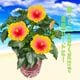 �ϥ��ӥ����� ȭ���� �� ���� ��ʪ ������ �� �ץ쥼��� ���ե� �� �ߥ������