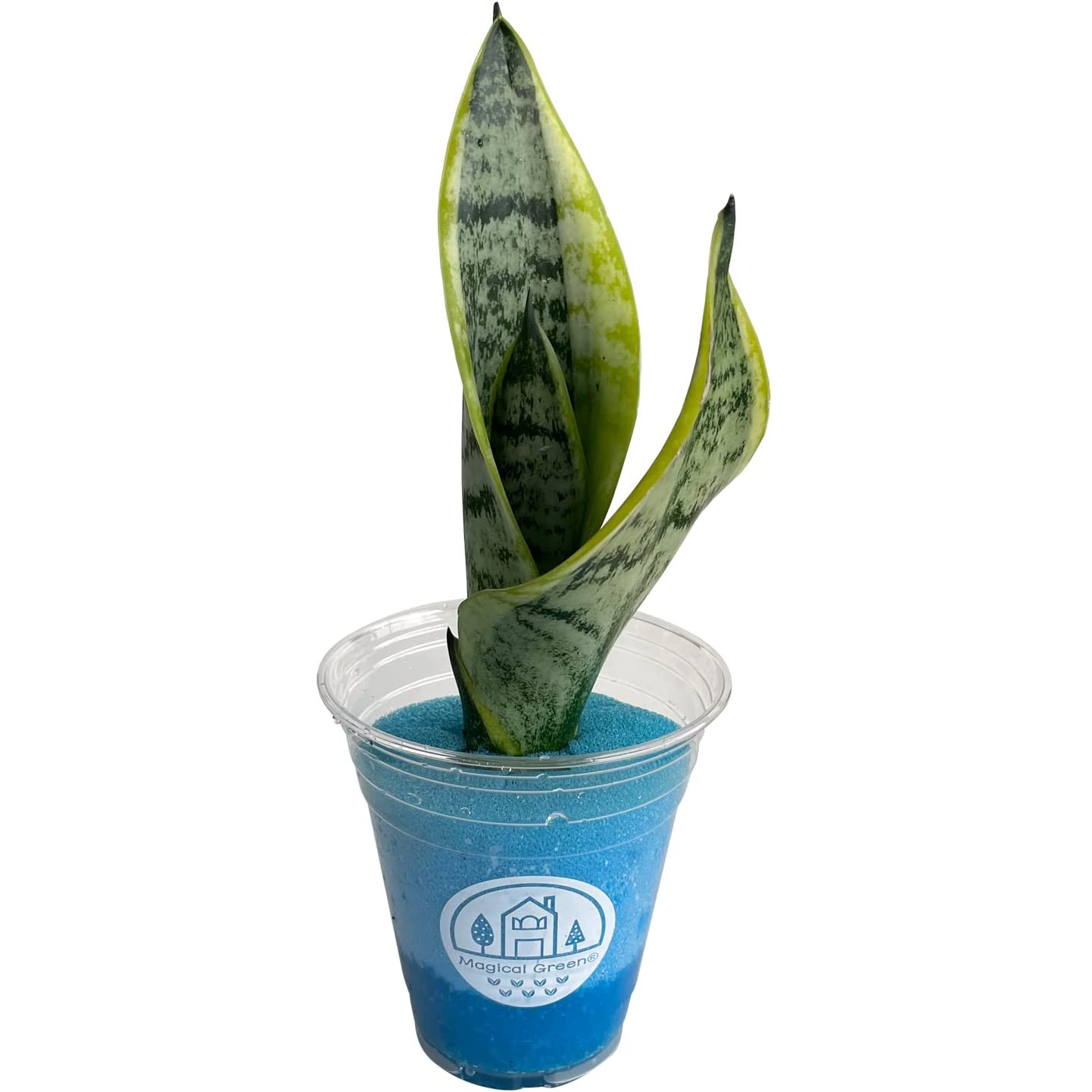 サンスベリア 鉢植え サンセベリア ハイドロカルチャー 水耕栽培