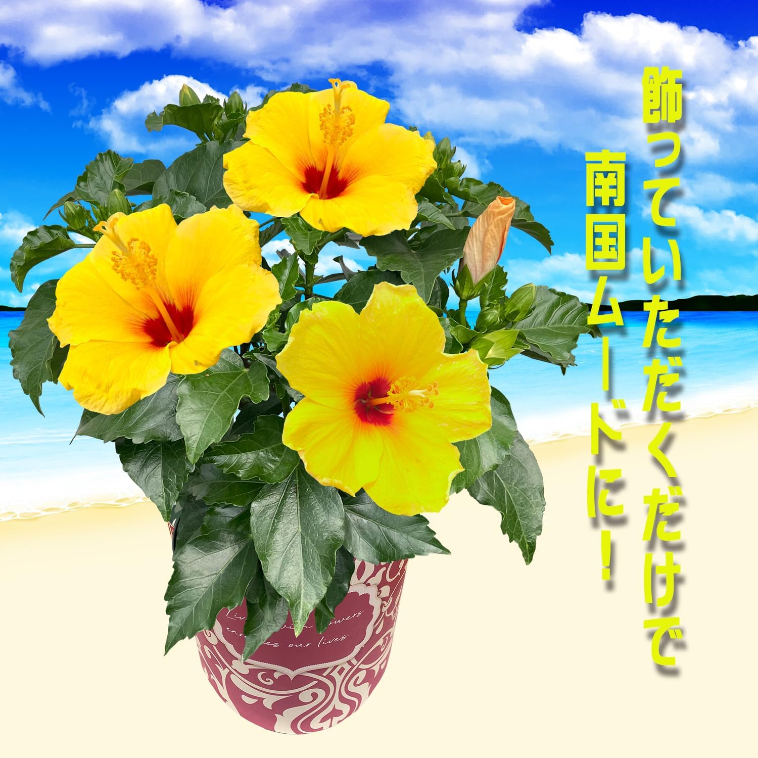 �ϥ��ӥ����� ȭ���� �� ���� ��ʪ ������ �� �ץ쥼��� ���ե� �� ��������