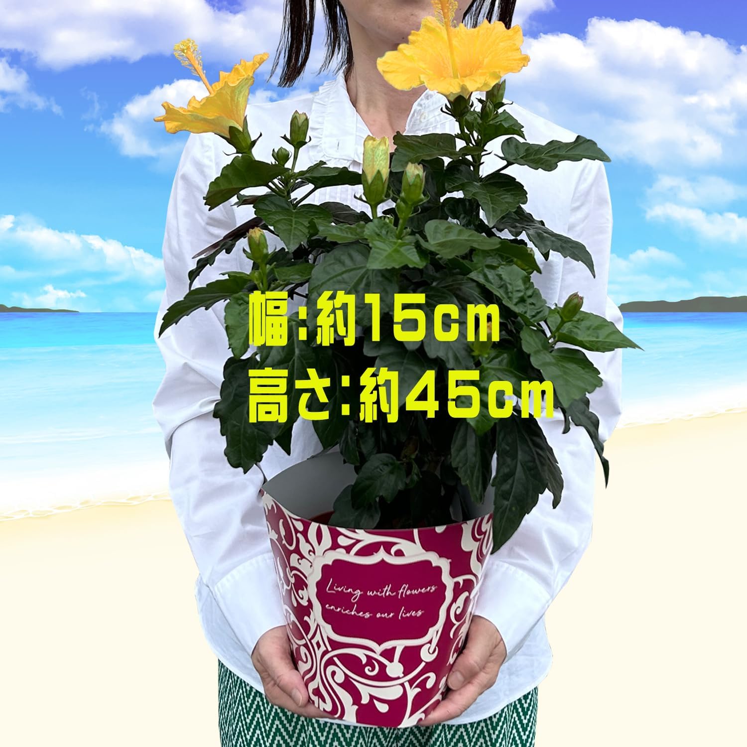 �ϥ��ӥ����� ȭ���� �� ���� ��ʪ ������ �� �ץ쥼��� ���ե� �� ��������