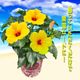 �ϥ��ӥ����� ȭ���� �� ���� ��ʪ ������ �� �ץ쥼��� ���ե� �� ��������