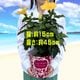 �ϥ��ӥ����� ȭ���� �� ���� ��ʪ ������ �� �ץ쥼��� ���ե� �� ��������