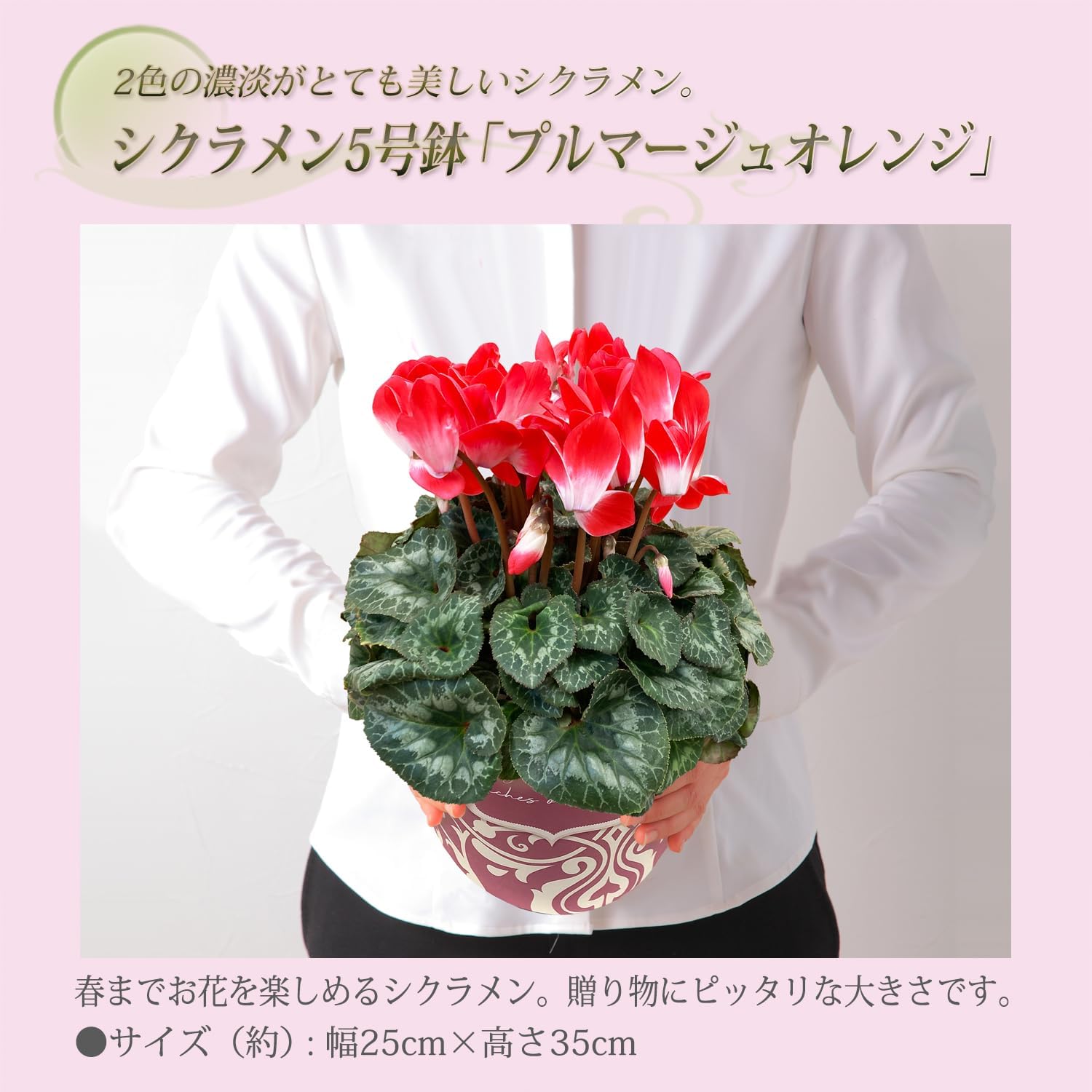 �������� ���ե� �ץ쥼��� �� ȭ���� ȭ�� ������ 5��ȭ �ץ�ޡ����奪���