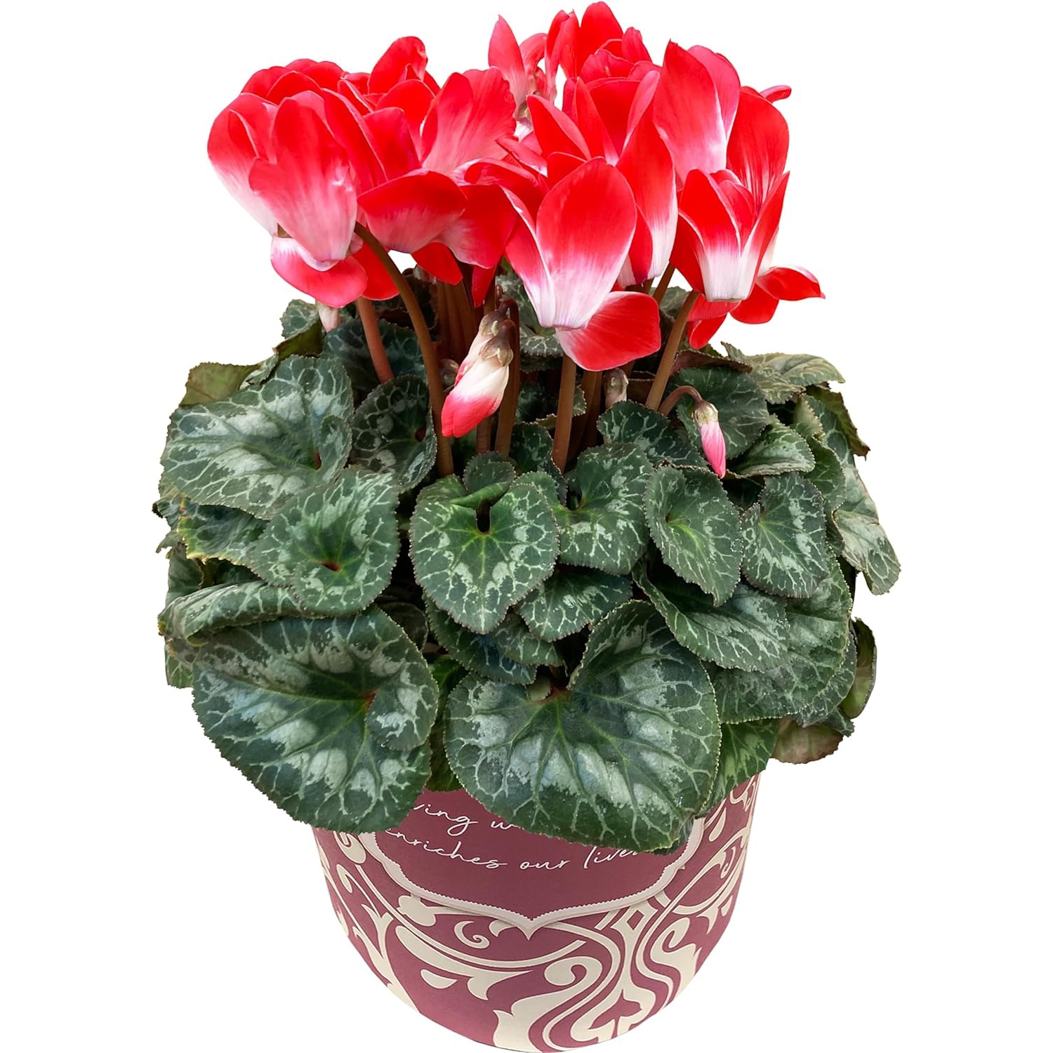 �������� ���ե� �ץ쥼��� �� ȭ���� ȭ�� ������ 5��ȭ �ץ�ޡ����奪���