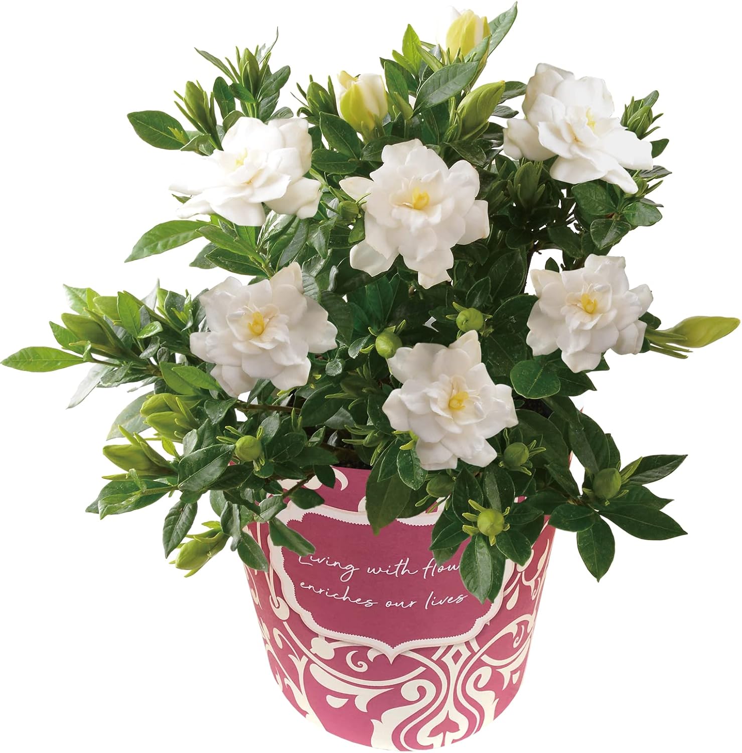 ����� �� ȭ���� �����ǥ˥� �����ʤ� �ץ쥼��� ��������ե� ������Υץ쥼���