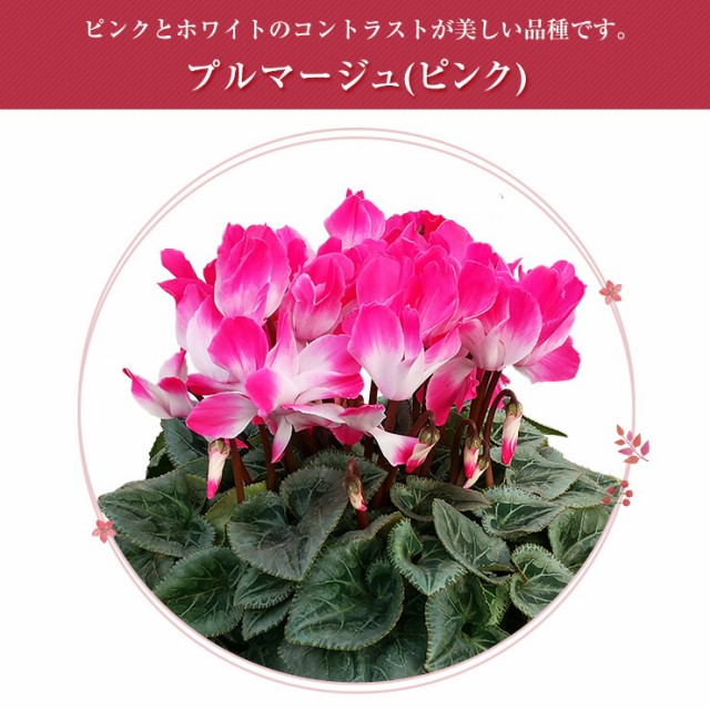 花のギフト社 シクラメン ギフト プレゼント 花 鉢植え 鉢花 誕生日 7