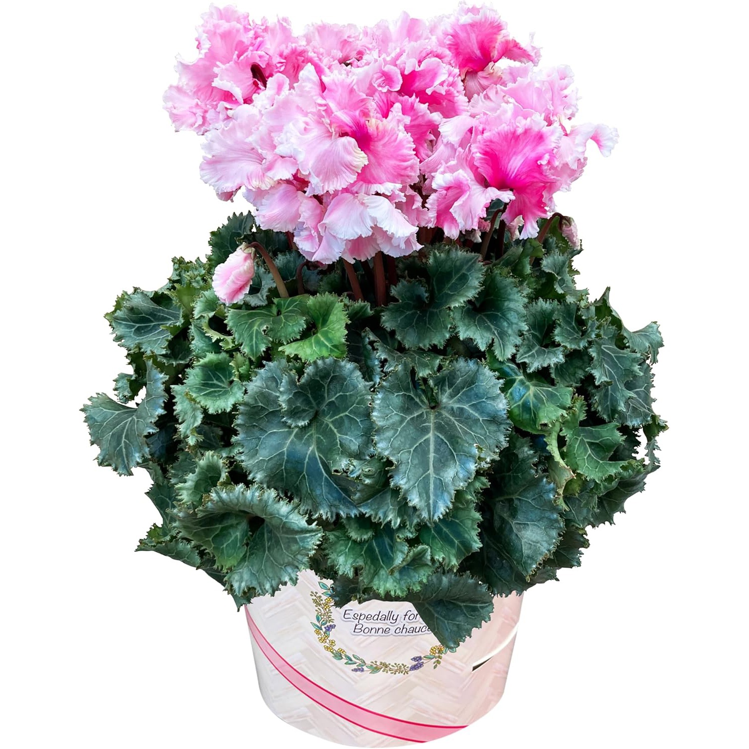 まさまる シクラメン フリル レジーナ 5号 ルチア 6号 2鉢セット まさ