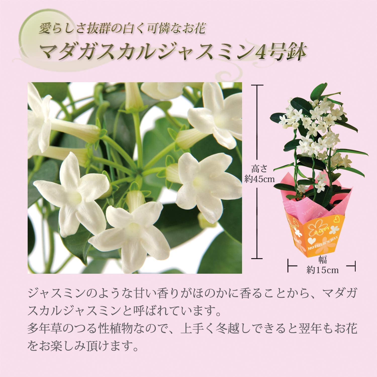 ����� �� ȭ���� �ޥ��������른�㥹�ߥ� �ץ쥼��� ��ȭ ���� ������Υץ쥼���