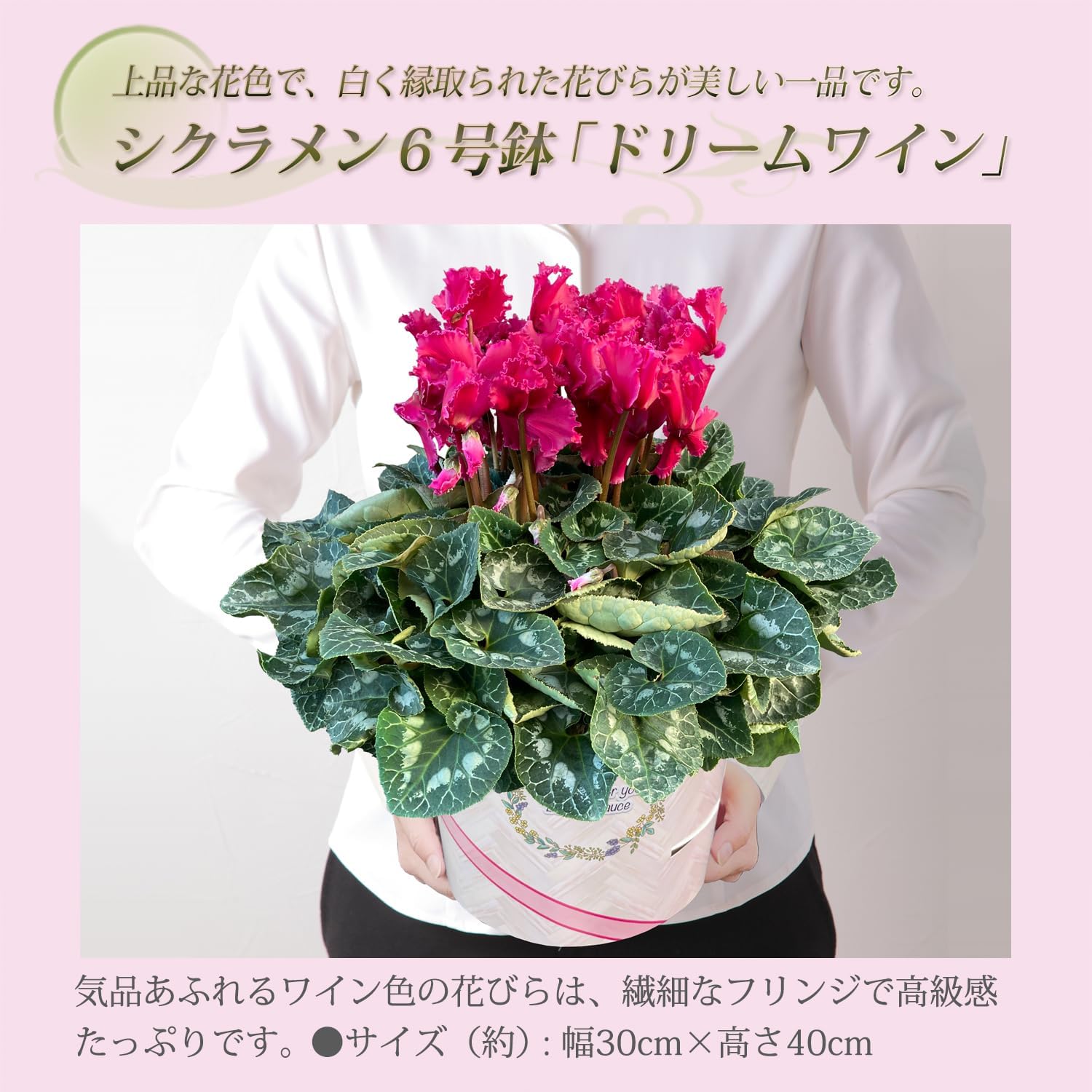 �������� ���ե� �ץ쥼��� �� ȭ���� ȭ�� ������ 6��ȭ �� �ɥ꡼��磻��