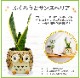 �դ����� ��ʪ ���󥹥٥ꥢ ���տ�ʪ ��ʪ ���󥻥٥ꥢ ���� �ߥ˴��տ�ʪ �פ���