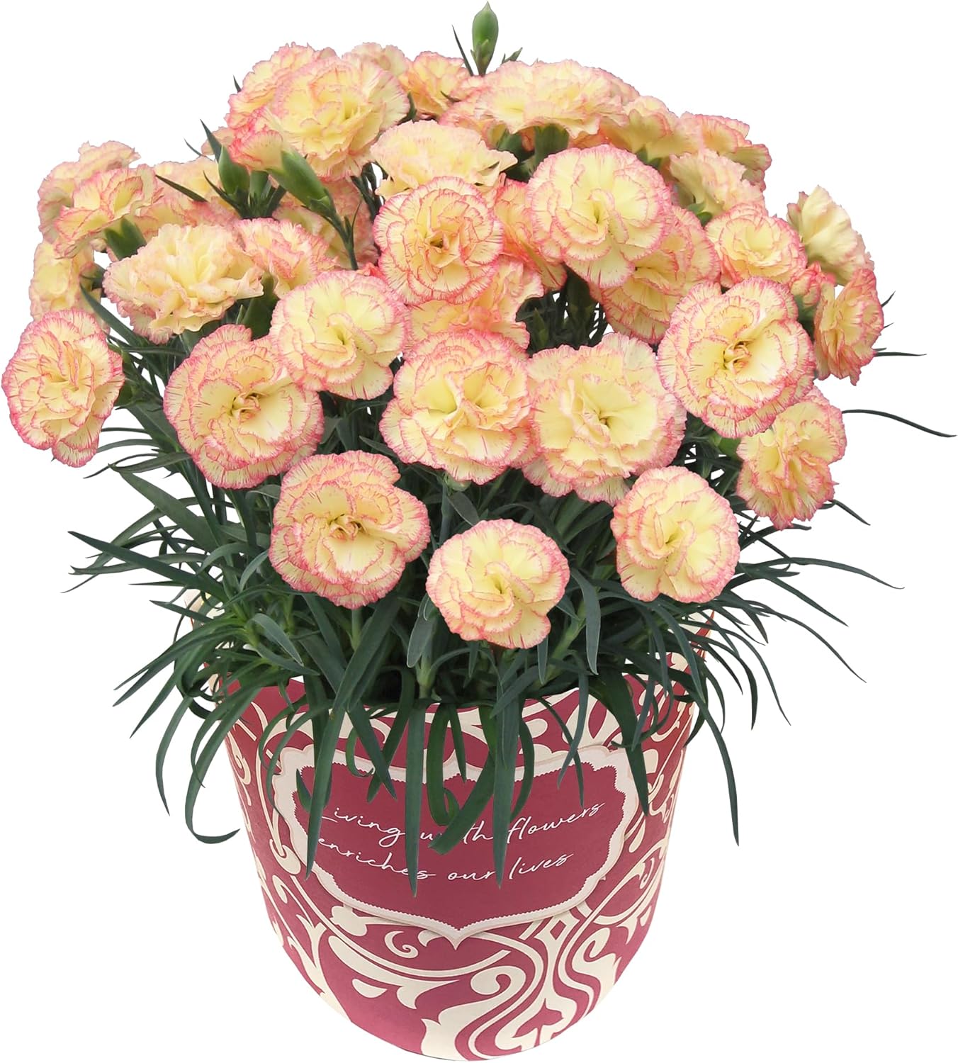 ����� �����͡������ �ץ쥼��� �� ���ե� ȭ���� ȭ ȭ�� ��ȭ �ե����ե�