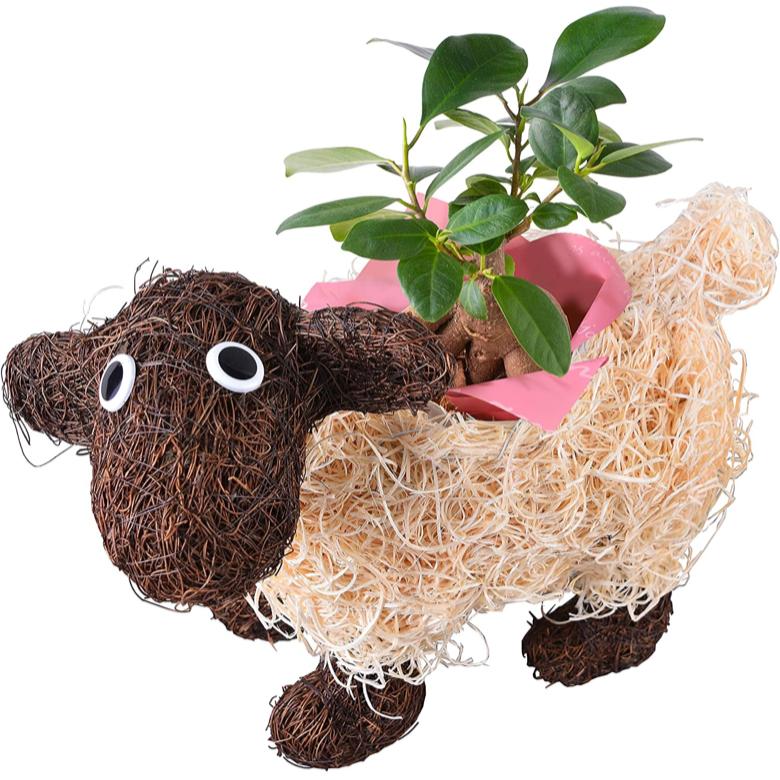 斑入り　マルバビユ（丸葉莧） 挿し木　枝　3本　観葉植物 ガジュマル がじゅまる 鉢植え 動物 ひつじ 3号ポット 羊 観葉植物