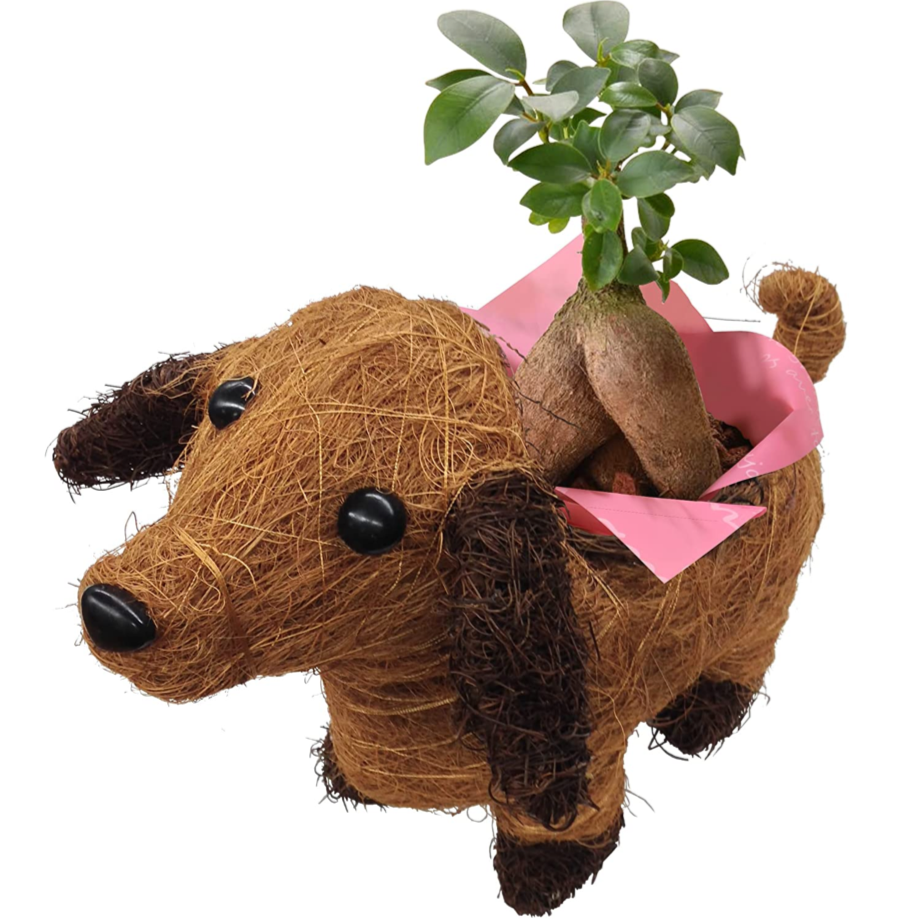 ガジュマル がじゅまる 鉢植え 動物 いぬ 3号ポット 犬 観葉植物