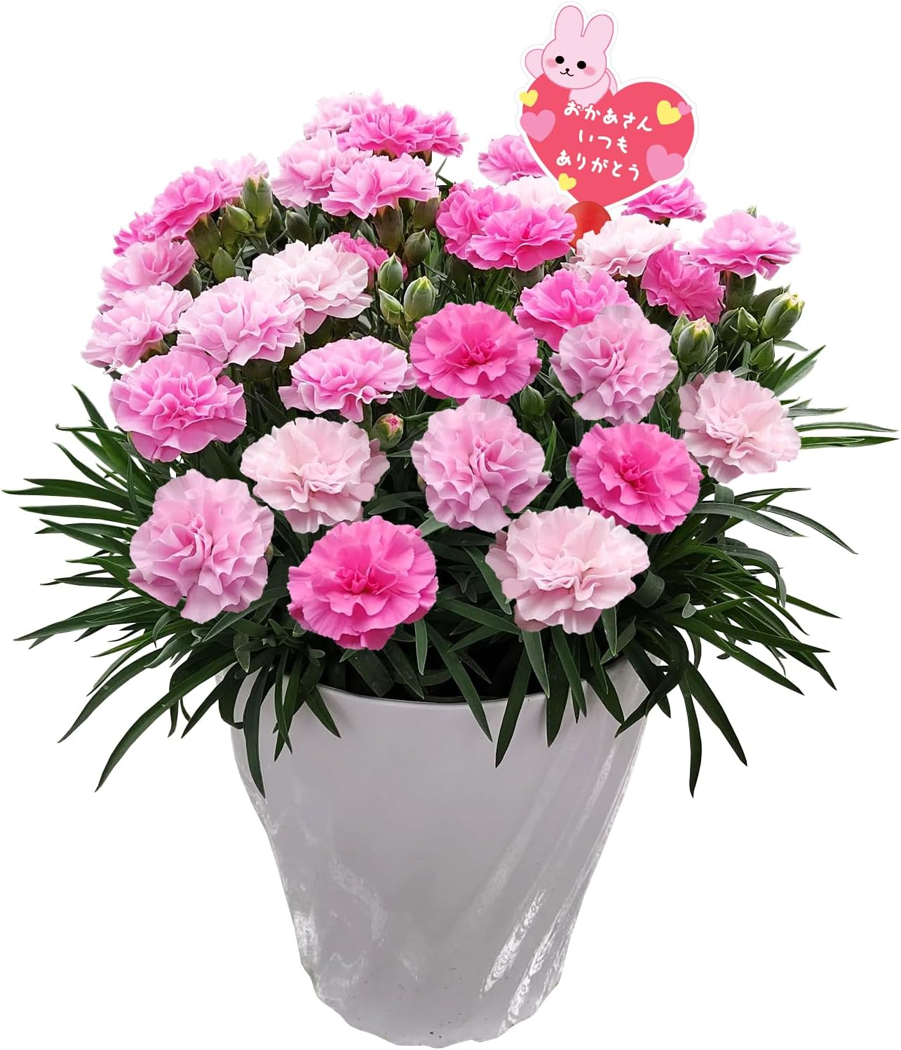 ����� �� ȭ���� �����͡������ �ץ쥼��� ��ȭ ��������ե� ������Υץ쥼���